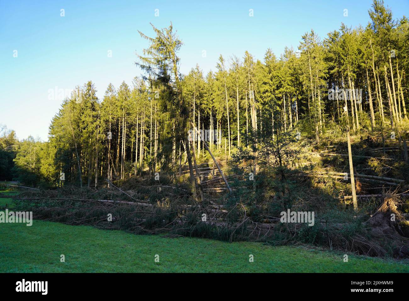 Massive Sturmschäden in einem Wald mit einem Teil der Zerstörung. Bayern, Deutschland. Stockfoto