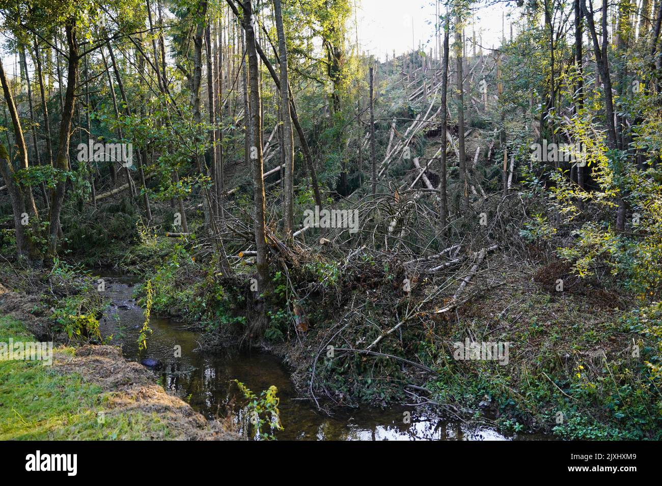 Massive Sturmschäden in einem Wald mit einem Teil der Zerstörung. Bayern, Deutschland. Stockfoto