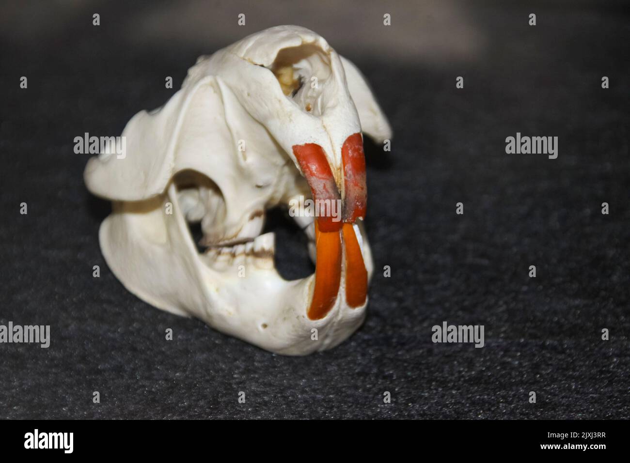 Moose, Skull and Skeleton Denali National Park and Preserve, früher bekannt als Mount McKinley National Park, ist ein amerikanischer Nationalpark und Naturschutzgebiet Stockfoto
