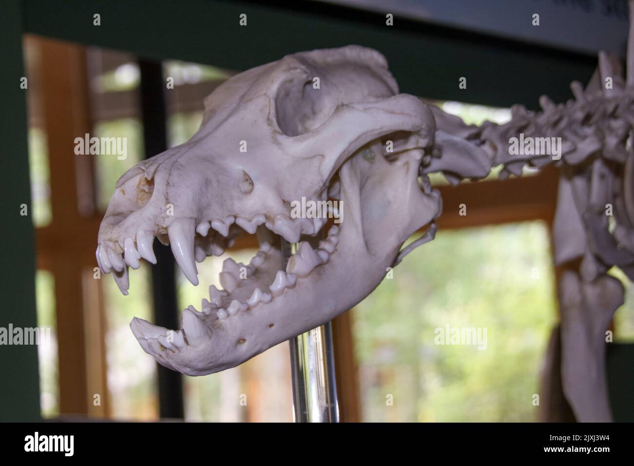 Moose, Skull and Skeleton Denali National Park and Preserve, früher bekannt als Mount McKinley National Park, ist ein amerikanischer Nationalpark und Naturschutzgebiet Stockfoto