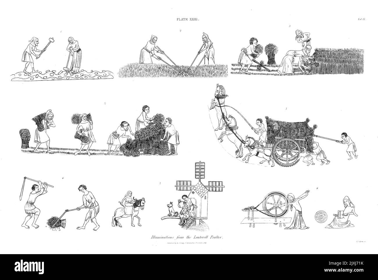 Louterell Psalter, eine illuminierte Manuskript des ersten Teils des vierzehnten Protheses der Louterell Psalter, so wertvoll für die Illustrationen, die es über englische Sitten und Bräuche in der ersten Hälfte des vierzehnten Jahrhunderts bietet, ist ein dickes Folio auf Pergament, 14 Zoll x 10, Und enthält 309 Blätter, neben einem Fliegenblatt an jedem Ende Stockfoto