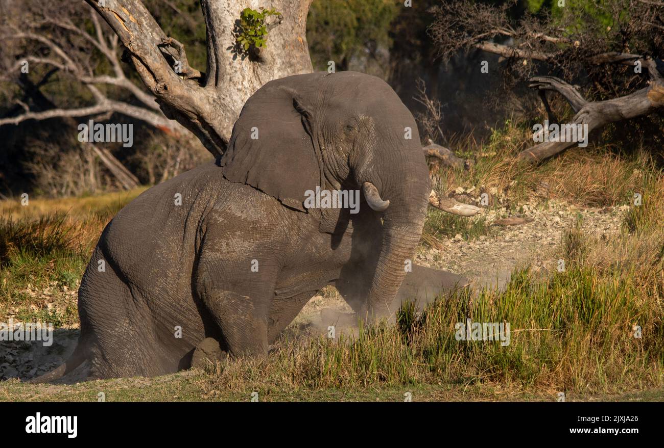 Der afrikanische Elefant hat ein Staubbad, um sich von äußeren Hautparasiten und Schädlingen zu befreien Stockfoto