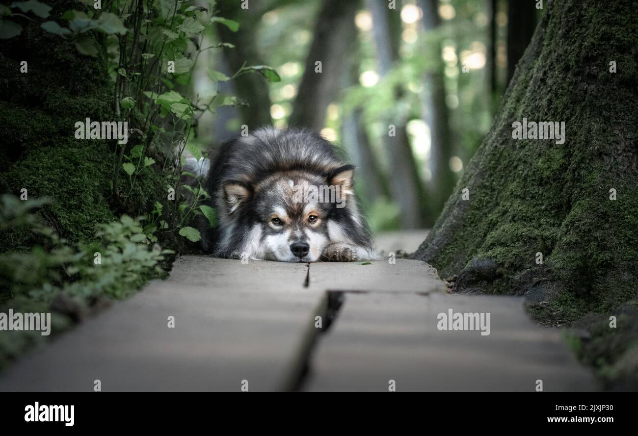 Porträt eines jungen finnischen Lapphunds, der im Freien liegt Stockfoto