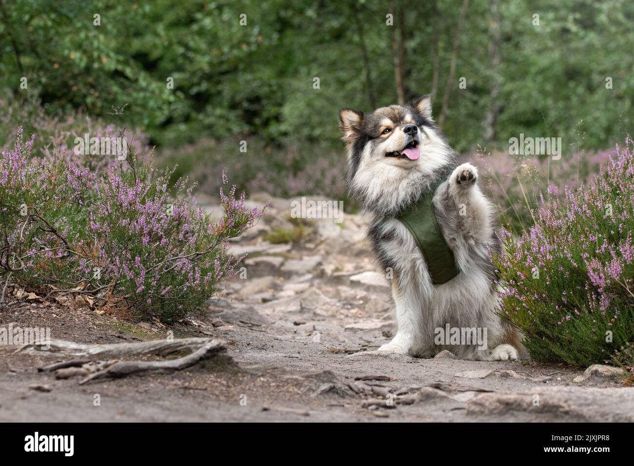 Porträt eines jungen finnischen Lapphund-Hundes, der einen Wavebaw-Trick macht Stockfoto