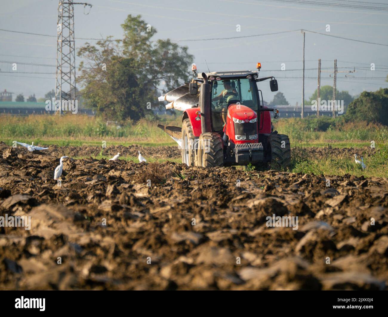 4K Video von rotem Traktor, der das Land auf dem Land pflügt. Stockfoto
