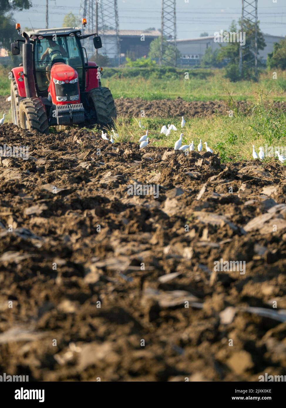 4K Video von rotem Traktor, der das Land auf dem Land pflügt. Stockfoto