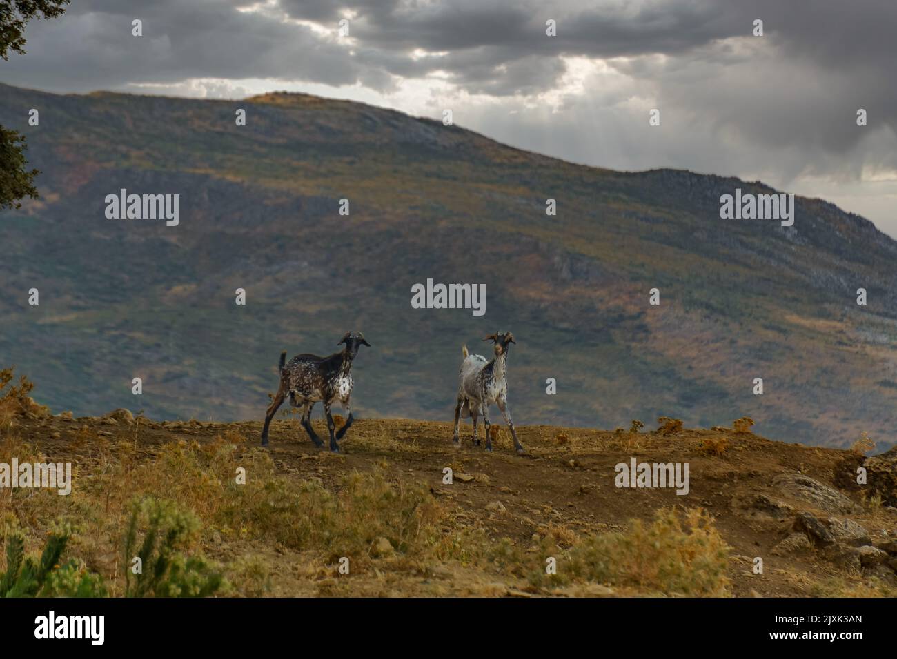 Paar männliche und weibliche Ziegen auf dem Berg mit Bergkulisse und bewölktem Himmel im Hintergrund Stockfoto