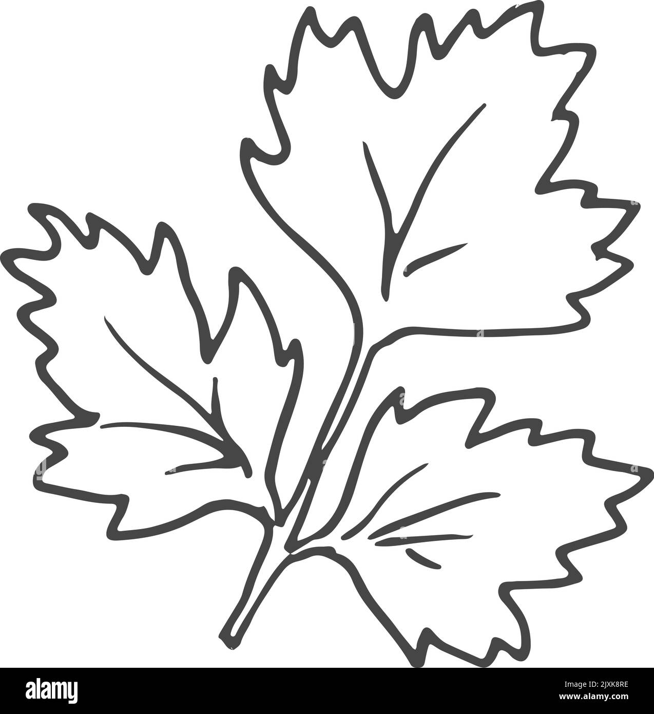 Petersilienblatt. Handgezeichnetes Kochen Aroma Kraut Stock Vektor