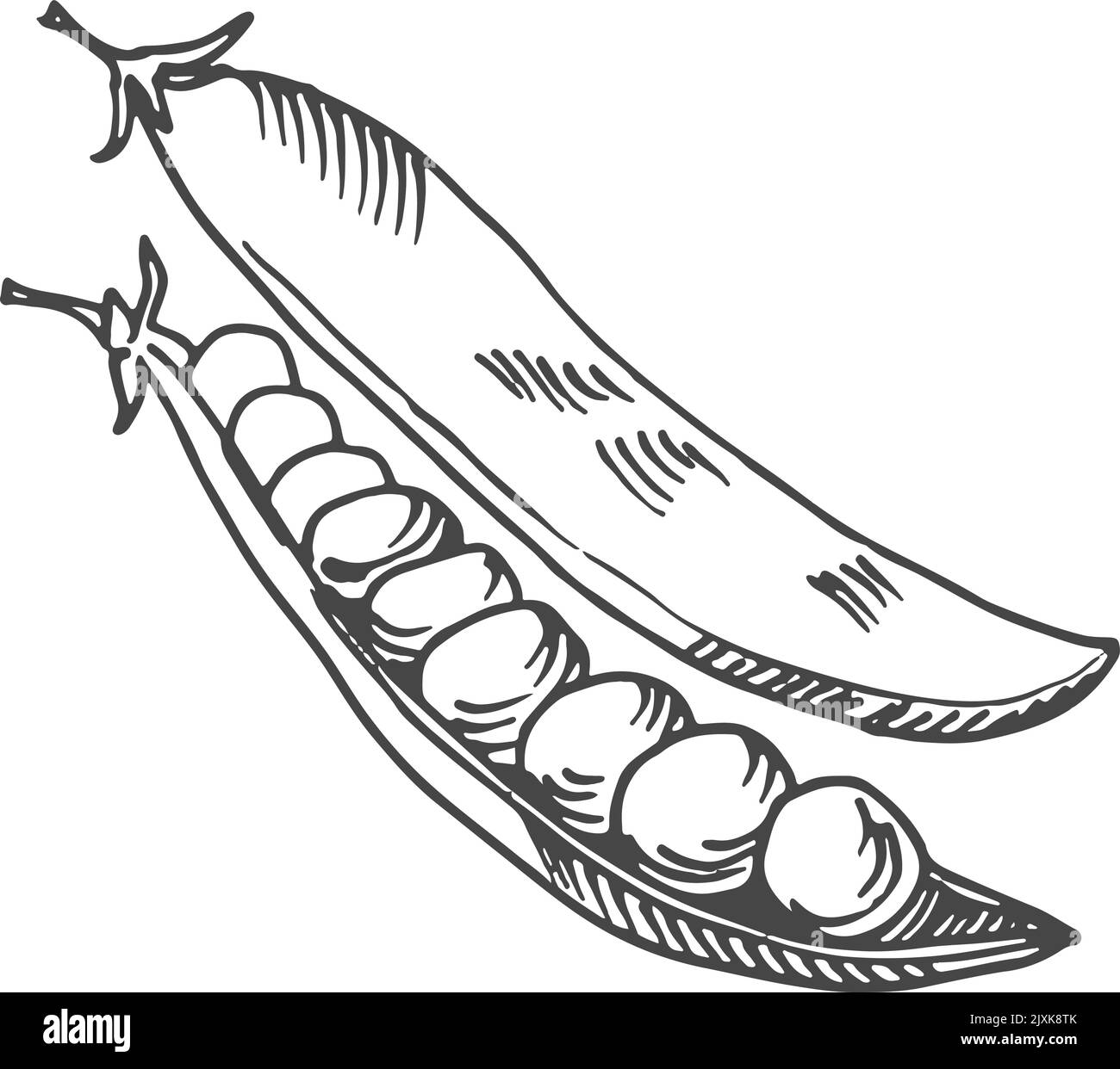 Grüne Erbsen in offener Hülse. Skizze für frische Lebensmittel Stock Vektor