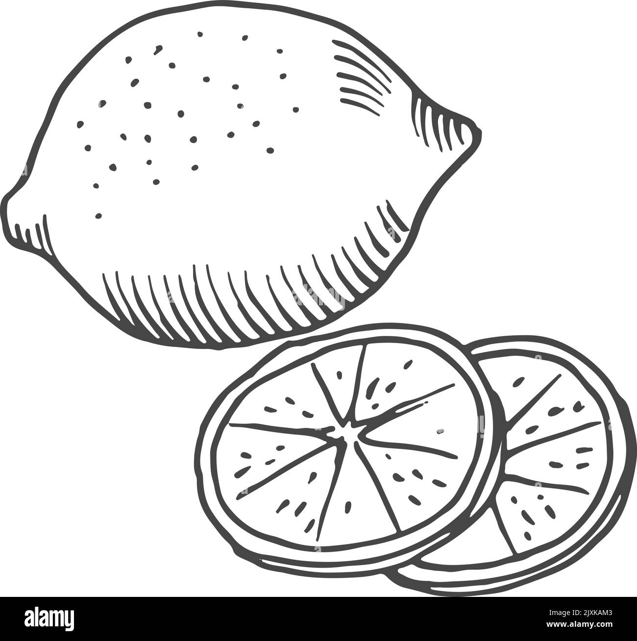 Zitronenskizze. Ganze Frucht mit runden Scheiben geschnitten Stock Vektor