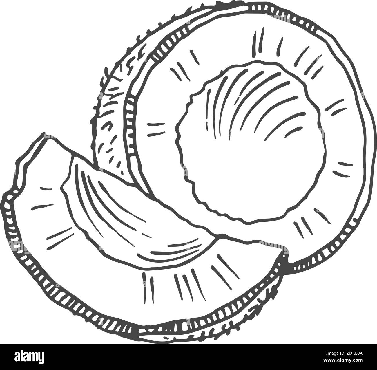 Kokosnusszeichnung. Exotische Milchnuss. Skizze tropischer Pflanzen Stock Vektor
