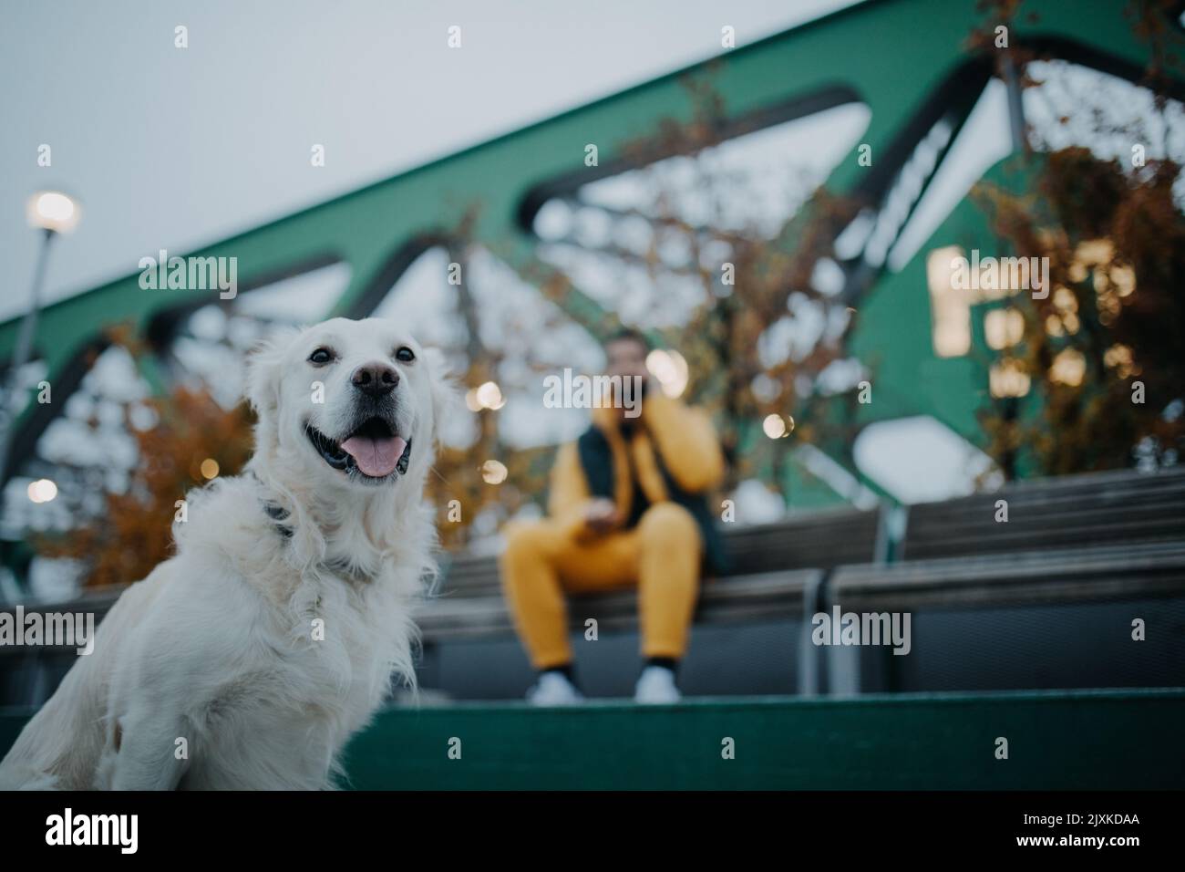 Glücklicher junger Mann, der sich am Herbsttag während eines Hundespaziergangs im Stadtgebiet ausruhen kann. Stockfoto