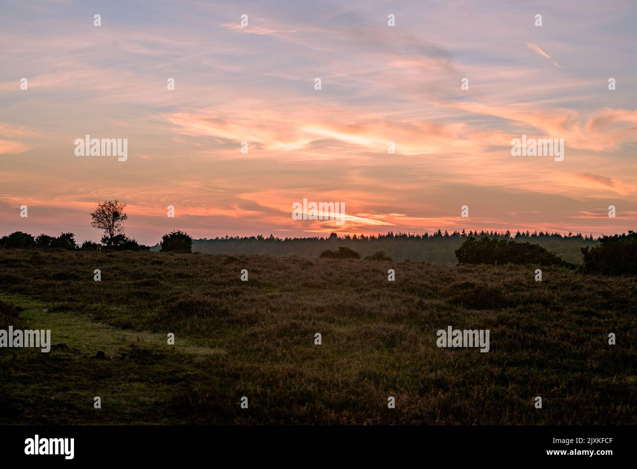 Herbstuntergang, Oktober, weicher, pastellfarbener Himmel, gedämpft, Baum links Stockfoto