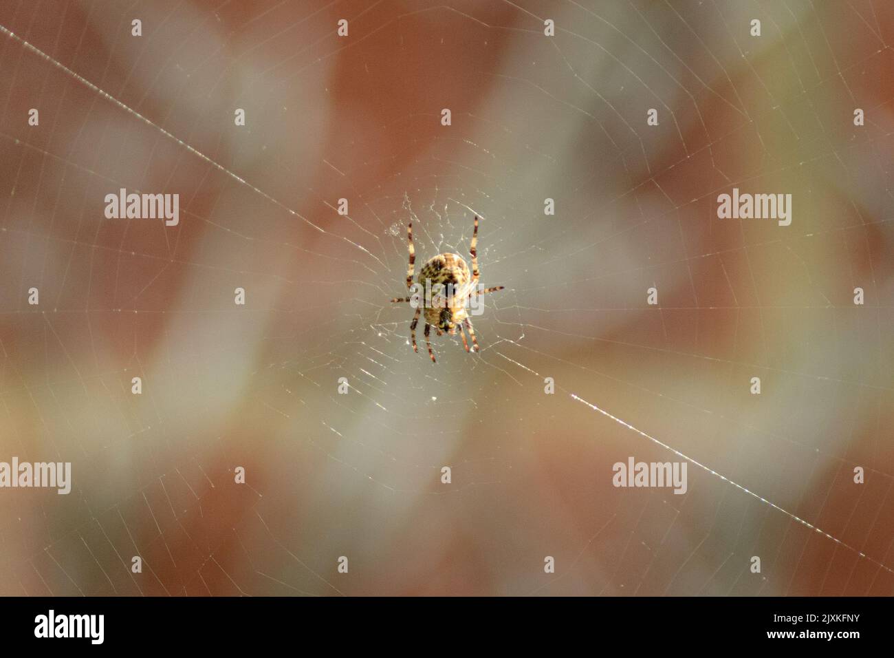 Spinne in der Mitte eines Netzes, glitzernder diagonaler Faden, weicher Hintergrund Stockfoto