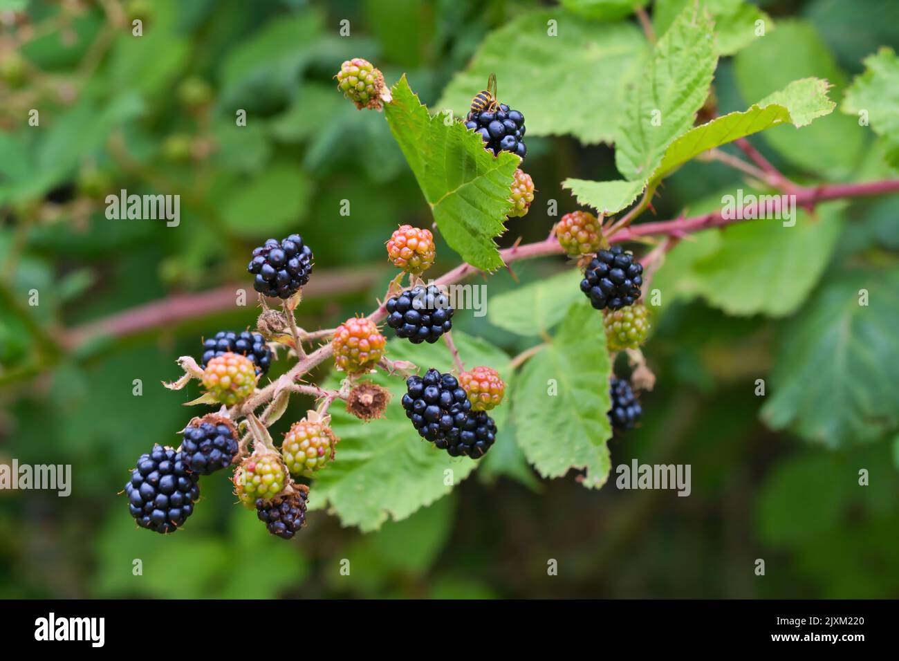 Dunkelbläuliche, rot reife Waldbeeren auf einem Ast, Nahaufnahme Stockfoto