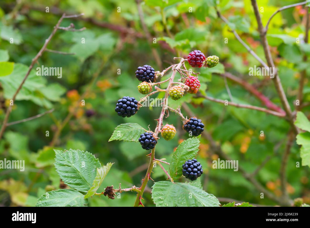 Dunkelbläuliche, rot reife Waldbeeren auf einem Ast, Nahaufnahme Stockfoto