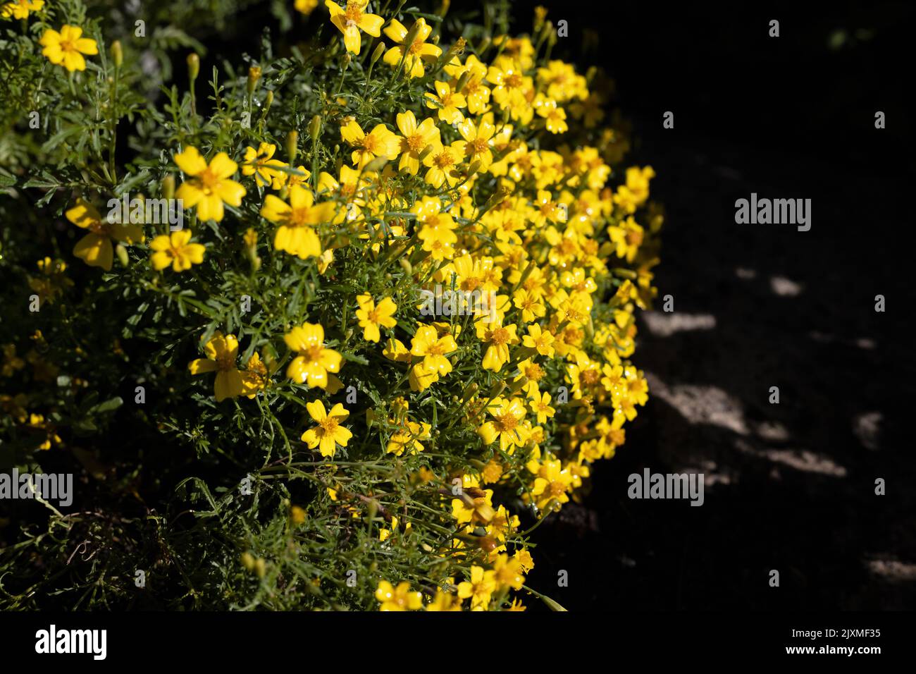 Tagetes tenuifolia 'Lemon Gem' Signet Ringelblumen. Stockfoto