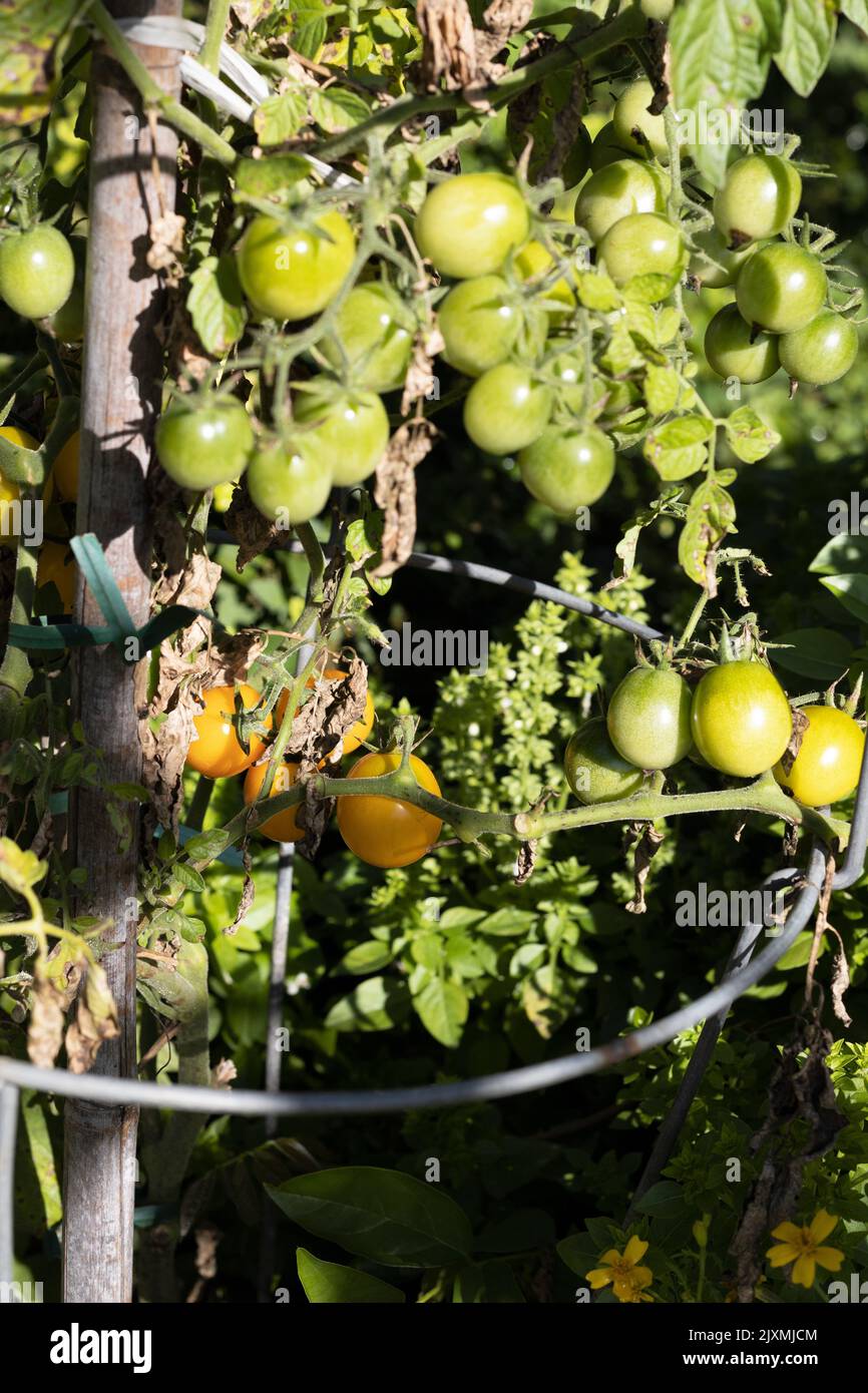 Solanum lycopersicum 'Gold Nugget' bestimmt die Kirschtomate auf der Rebe. Stockfoto