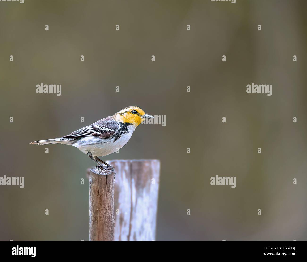 Eine Nahaufnahme eines Goldwangensänger auf einem Stück Holz Stockfoto