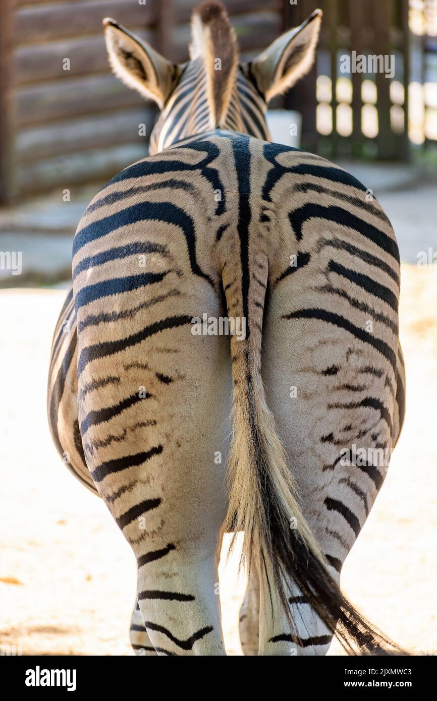 Chapman's Zebra (Equus quagga chapmani) Blick vom hinteren Zoo Hodonin Tschechien, Südmähren Stockfoto