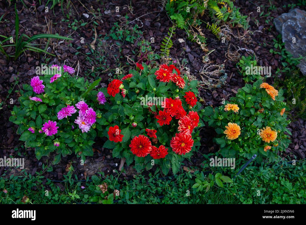 Dahlien, die im Garten gepflanzt wurden. Auswahl an Dahlien, Rot, Pink und Gelb an Blumenrändern. Um sie herum gibt es Katzenminze, nepeta, salvea, C. Stockfoto