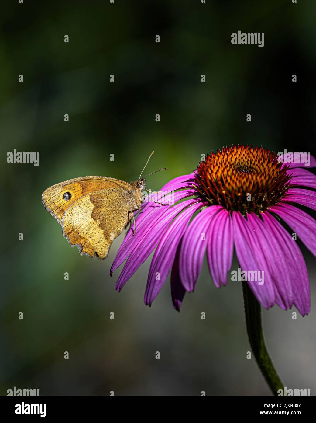 Eine Nahaufnahme eines Pieris rapae-Schmetterlings auf einer Gänseblümchen-Blume Stockfoto