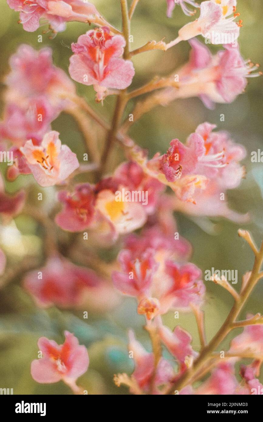 Eine Vertikale der rosa Blüten des roten Kastanienbaums. Stockfoto