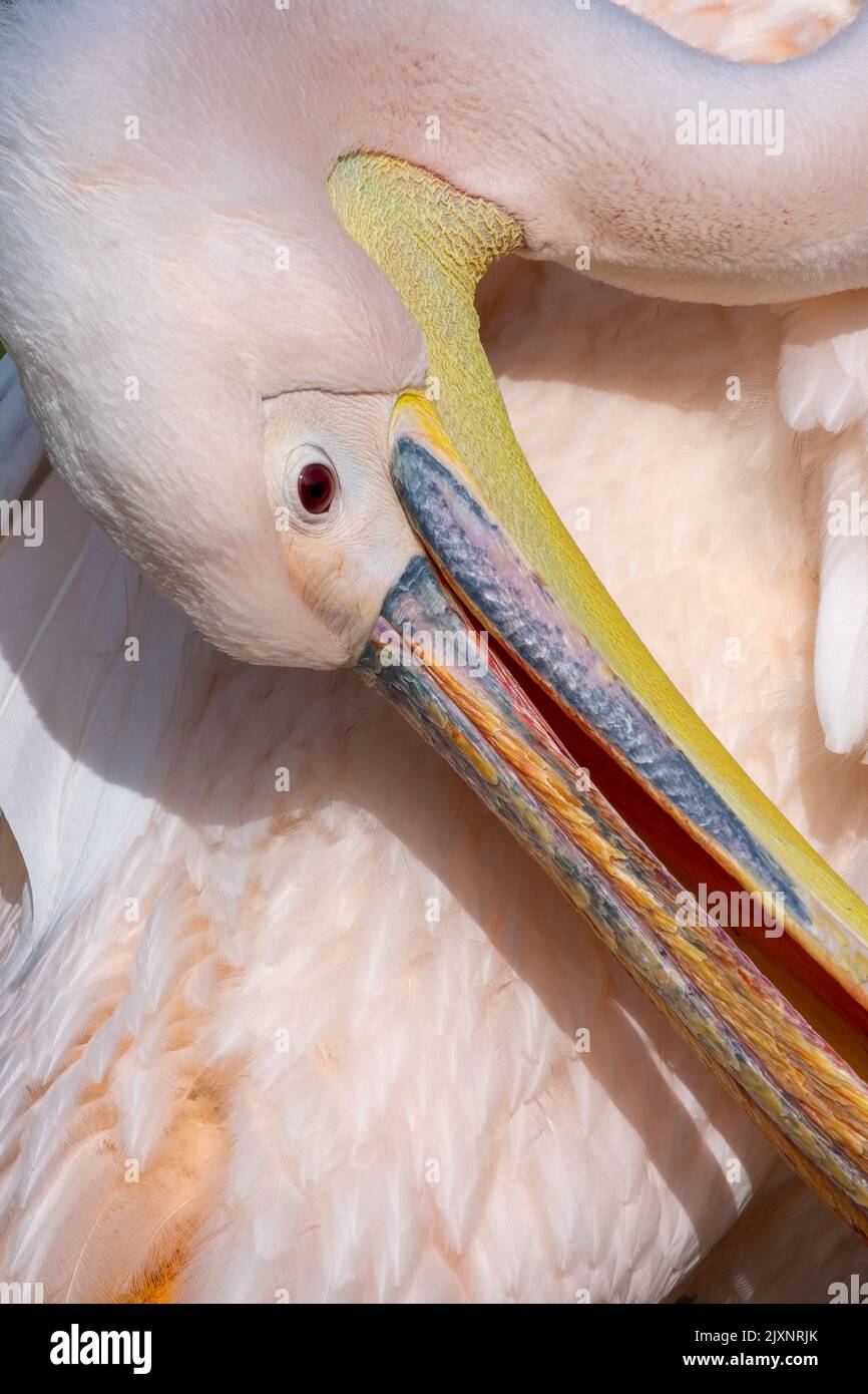 Nahaufnahme eines rosa Pelikans im Saint James Park, London Stockfoto