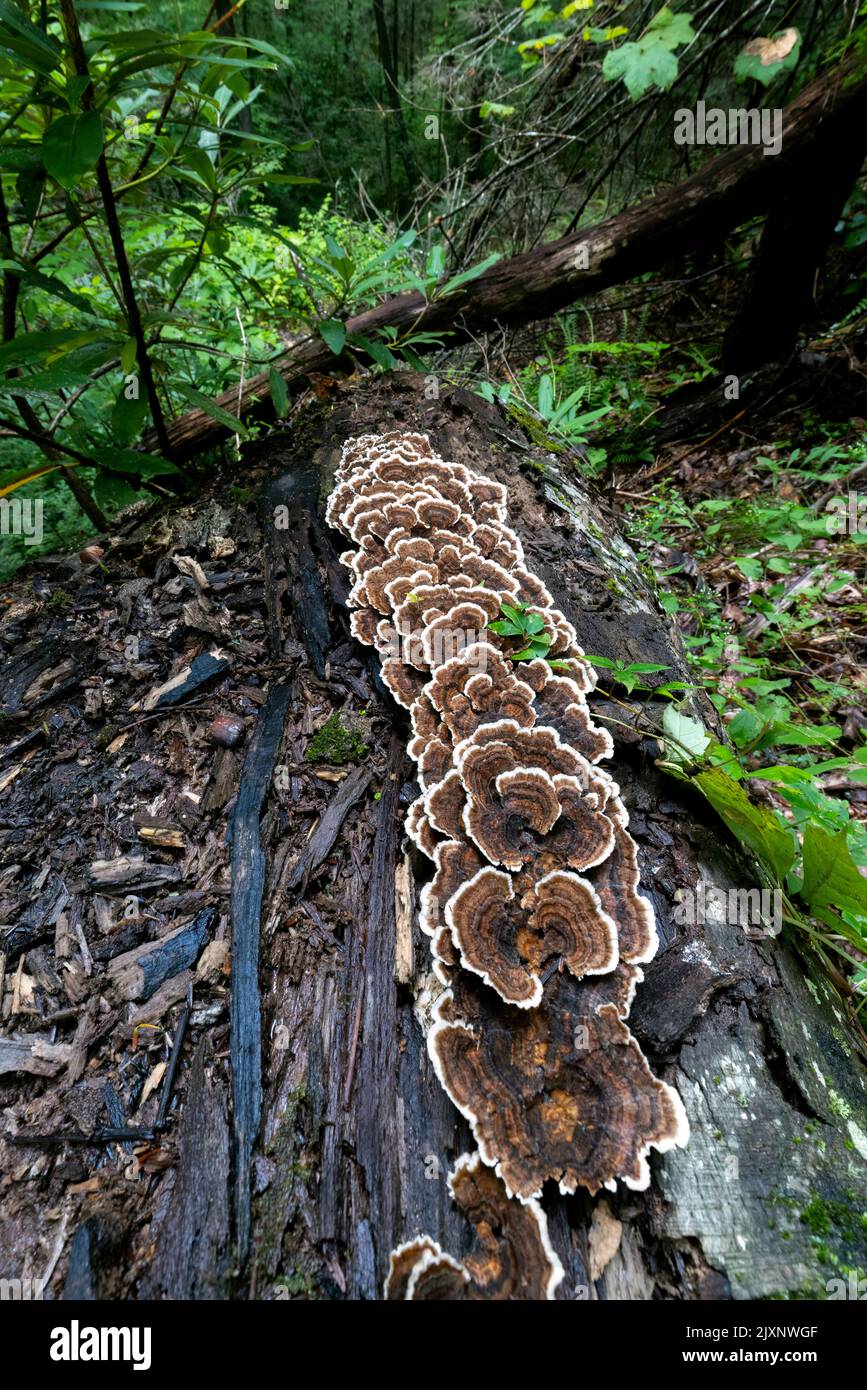 Turkey Tail Mushroom (Trametes versicolor) wächst auf gefallenen Baumstamm - Sycamore Cove Trail, Pisgah National Forest, in der Nähe von Brevard, North Carolina, Stockfoto