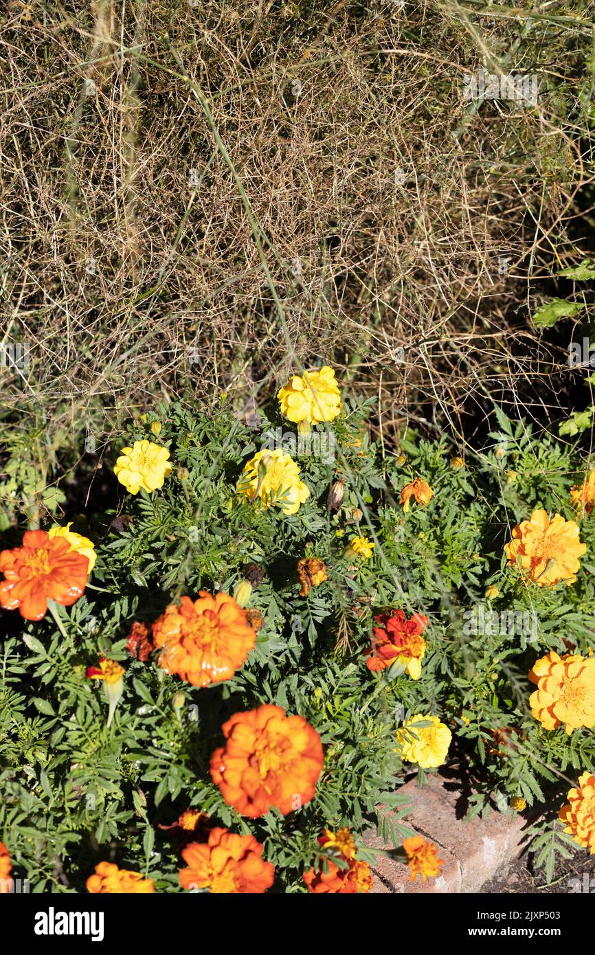 Tagetes patula 'Durango Outback Mix' französische Ringelblumen, die neben dem Spargel officinalis 'Jersey Supreme' wachsen. Stockfoto