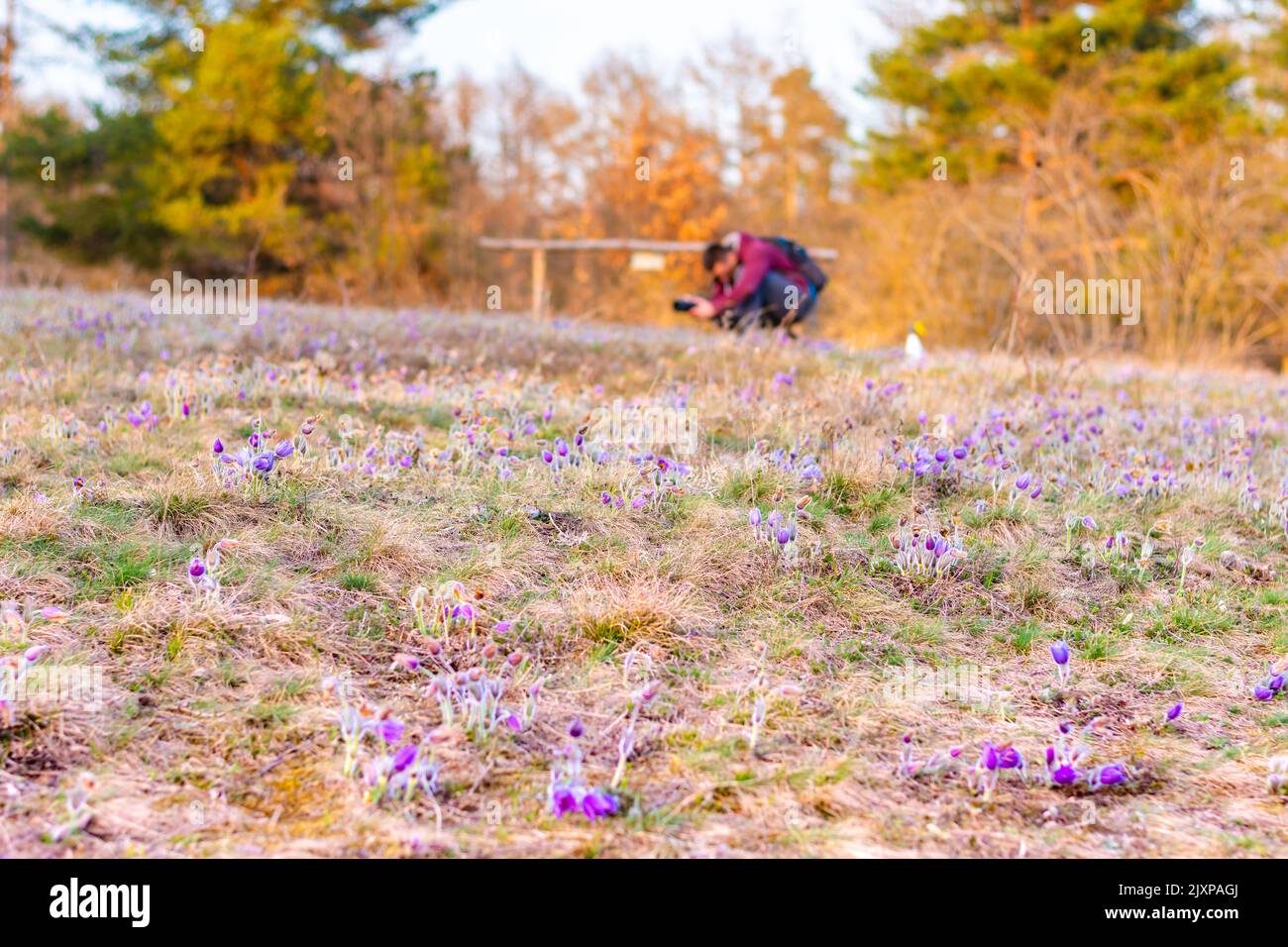 Die junge Fotografin fotografiert die Pulsatilla-Blüte auf der Wiese im Naturreservat Kamenny vrch in Brünn. Sonnenuntergang nach der Ruhe Stockfoto