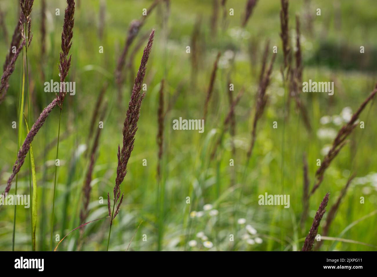 Nahaufnahme von langem Gras auf einer Wiese im Sommer auf Makroebene. Konzept für wild, frei, Glückseligkeit, Frieden, Ruhe Stockfoto