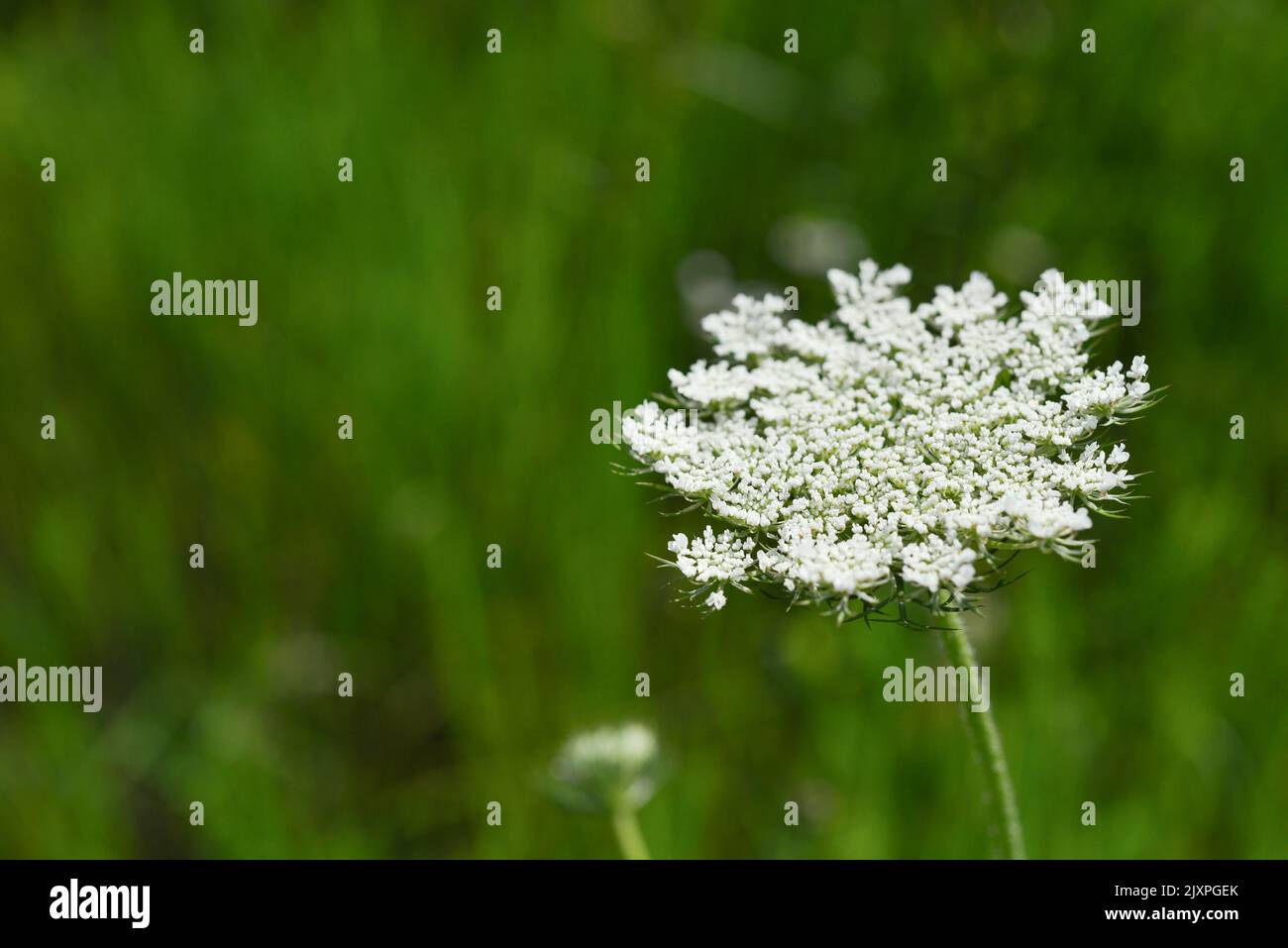 Das Schwalbenkraut eine riesige Pflanze mit großen, weißen, parasolartigen Blüten, eine gefährliche Pflanze für den Menschen. Stockfoto