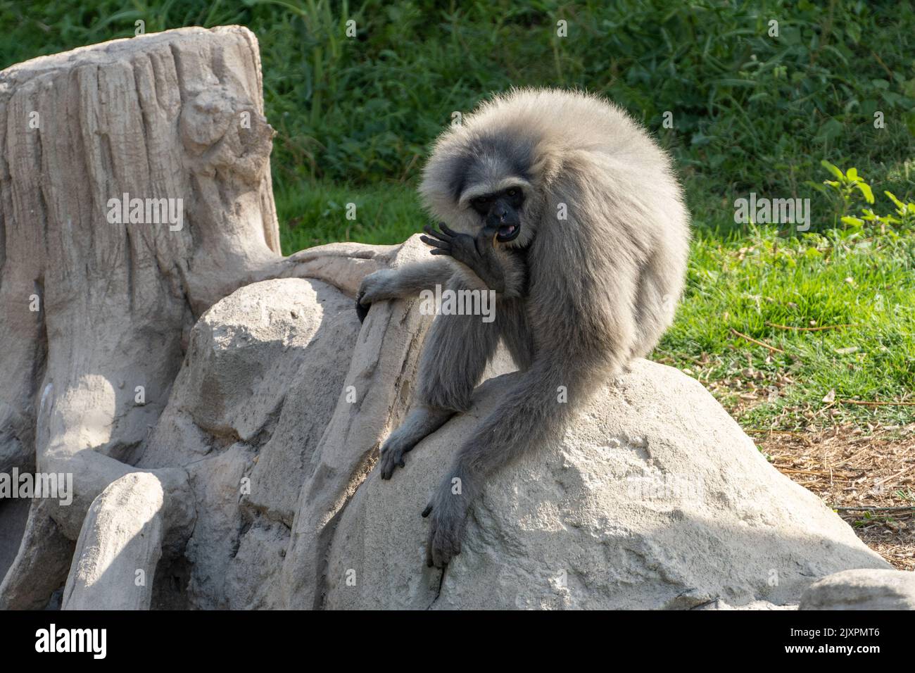 Auf einem Felsen sitzt ein silberner oder javanische Gibbon (Hylobates moloch) Stockfoto