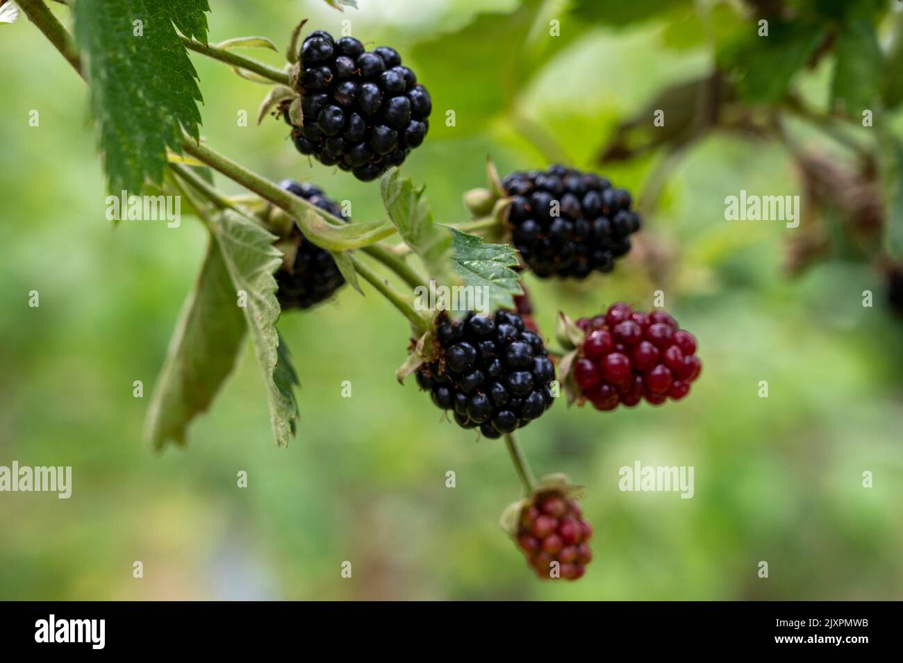 Boysenbeeren (rubus ursinus x idaeusare) reifen auf Stöcken; ein Hybrid aus europäischer Himbeere, Brombeere, amerikanischer Dewberry und Loganberry. Stockfoto