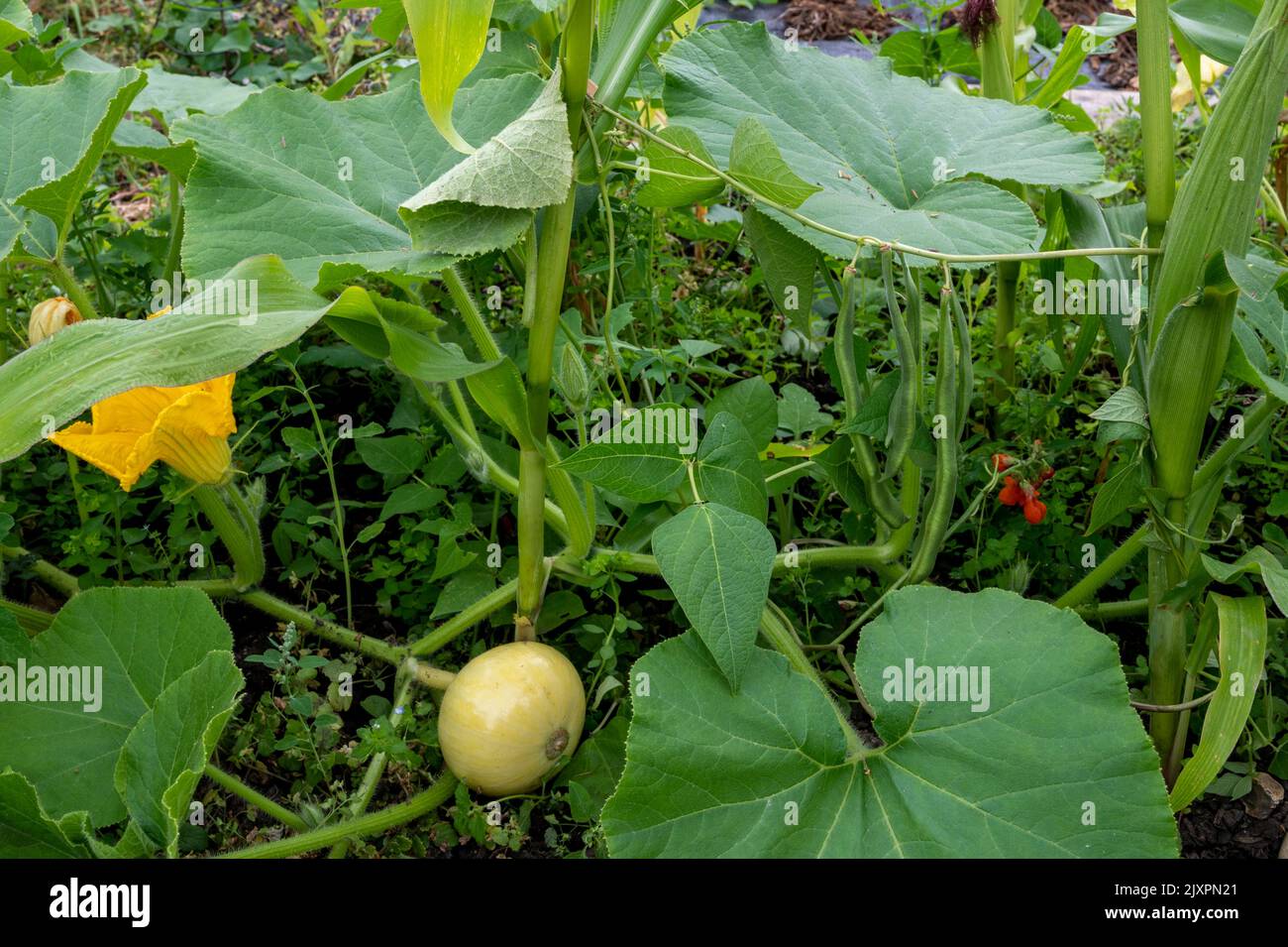 Drei Schwestern Methode, Mais (Mais), Bohnen und Kürbis zusammen als Begleitpflanzen anzubauen. Stockfoto