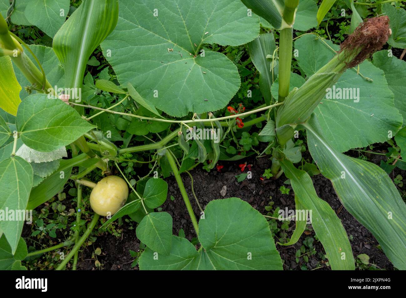 Drei Schwestern bauen Mais, Bohnen und Kürbis/Kürbisse zusammen als Zusatzpflanzen/Begleitpflanzen an. Stockfoto