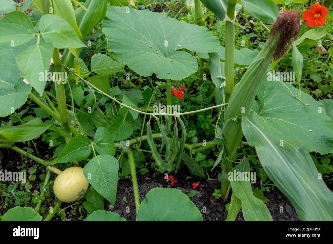 Drei Schwestern Methode, Mais, Bohnen und Kürbis/Kürbisse zusammen als Zusatzpflanzen anzubauen. Stockfoto