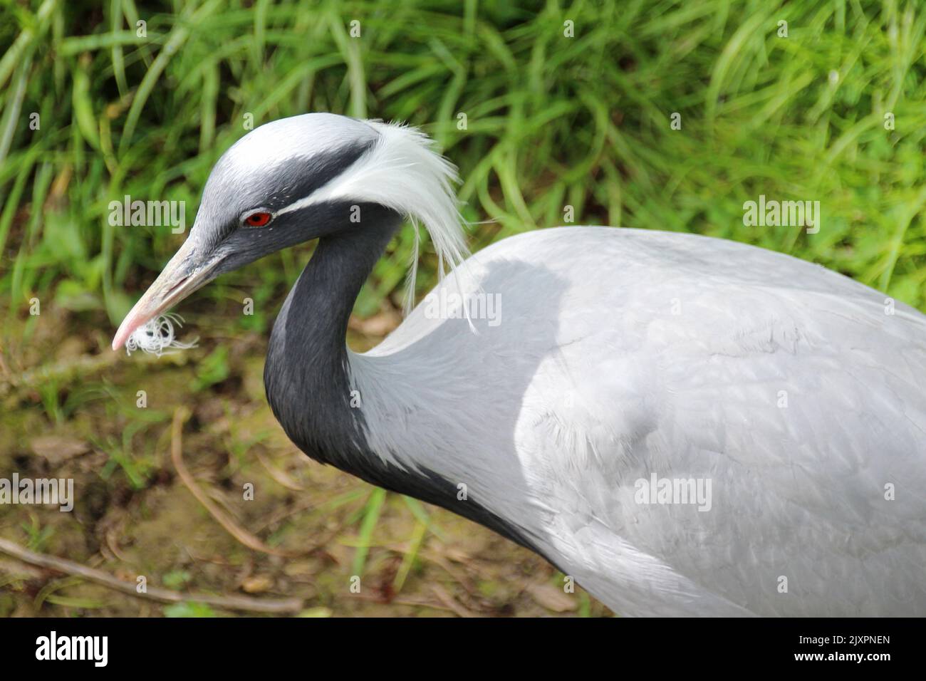 Kran (?) In einem Zoo in frankreich Stockfoto