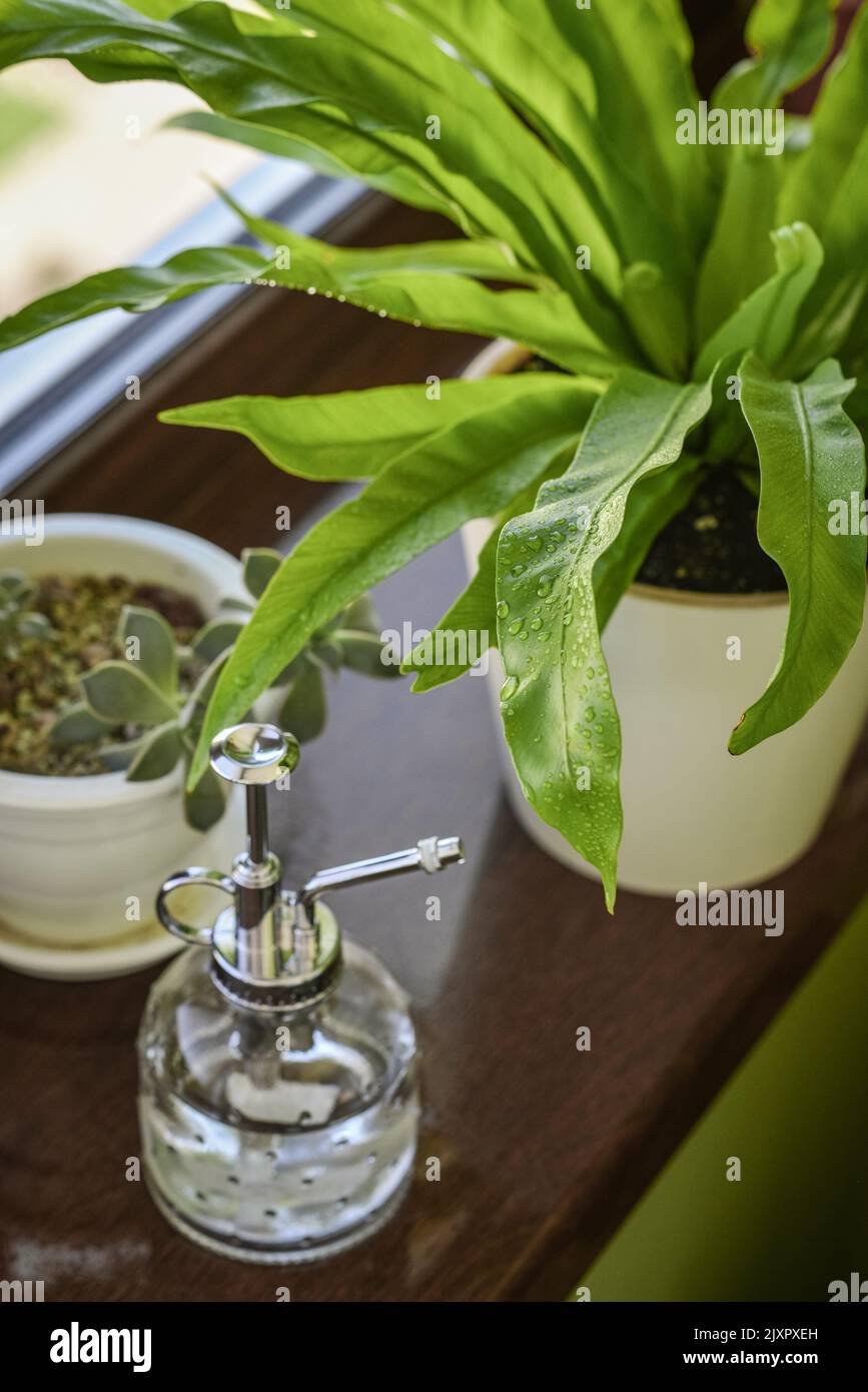 Pflanzenmeister im VintageStil auf der Fensterbank mit Asplenium nidus