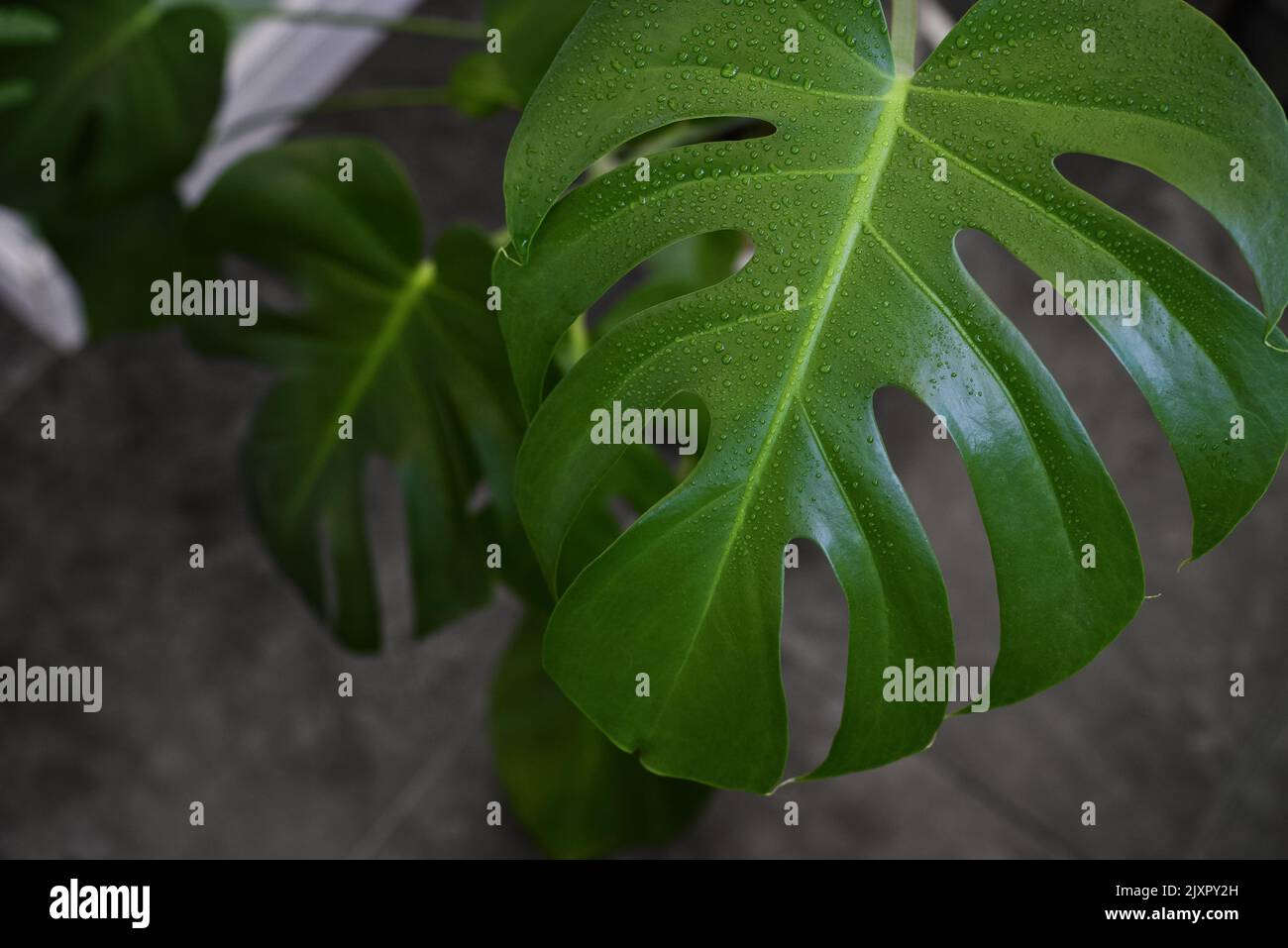 Nasse Monstera deliciosa Blätter Pflanze zu Hause in der Nähe Stockfoto