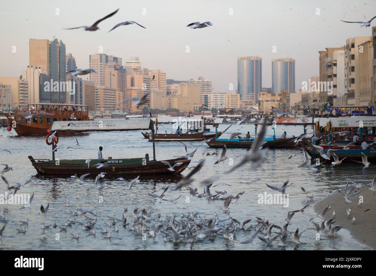 Dubai Creek an einem schönen Tag: Möwen auf dem Wasser und Himmel, Abras (Wassertaxis) und Dhow-Boote auf dem Kanal, Gebäude von Deira in der Ferne. Stockfoto