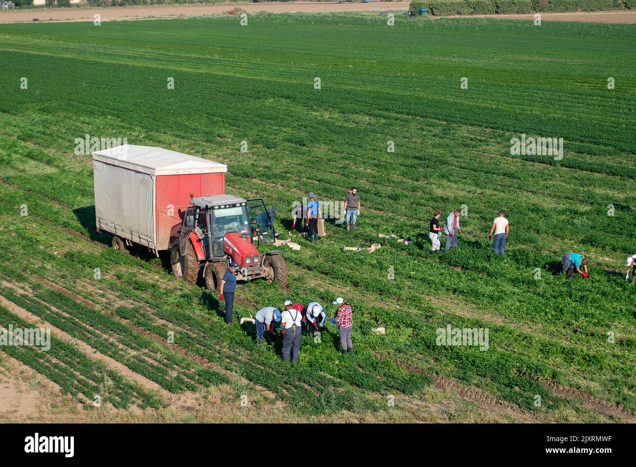 Taplow, Buckinghamshire, Großbritannien. 14.. August 2022. Die Landarbeiter waren heute früh am Morgen auf einem Feld in Dorney zur Ernte von Getreide aus. Die Landwirte haben Bedenken, dass die Dürre zu einem verringerten Ernteertrag führen und die Größe von Kartoffeln, Karotten, Zwiebeln und anderen Kulturen kleiner sein wird als üblich. Sie fordern Supermärkte auf, die Anforderungen an die Gemüsegröße zu lockern. Quelle: Maureen McLean/Alamy Stockfoto