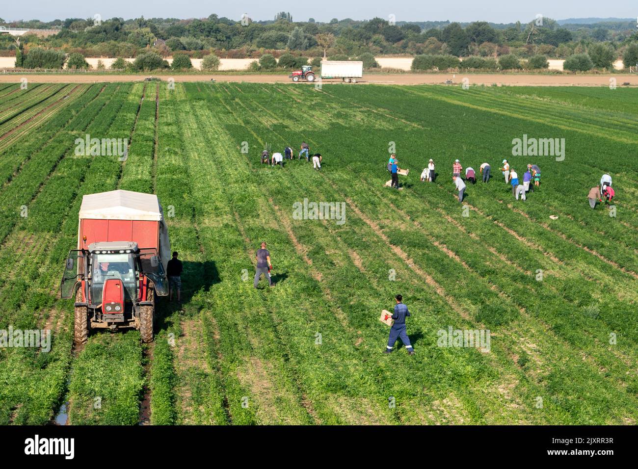 Taplow, Buckinghamshire, Großbritannien. 14.. August 2022. Die Landarbeiter waren heute früh am Morgen auf einem Feld in Dorney zur Ernte von Getreide aus. Die Landwirte haben Bedenken, dass die Dürre zu einem verringerten Ernteertrag führen und die Größe von Kartoffeln, Karotten, Zwiebeln und anderen Kulturen kleiner sein wird als üblich. Sie fordern Supermärkte auf, die Anforderungen an die Gemüsegröße zu lockern. Quelle: Maureen McLean/Alamy Stockfoto