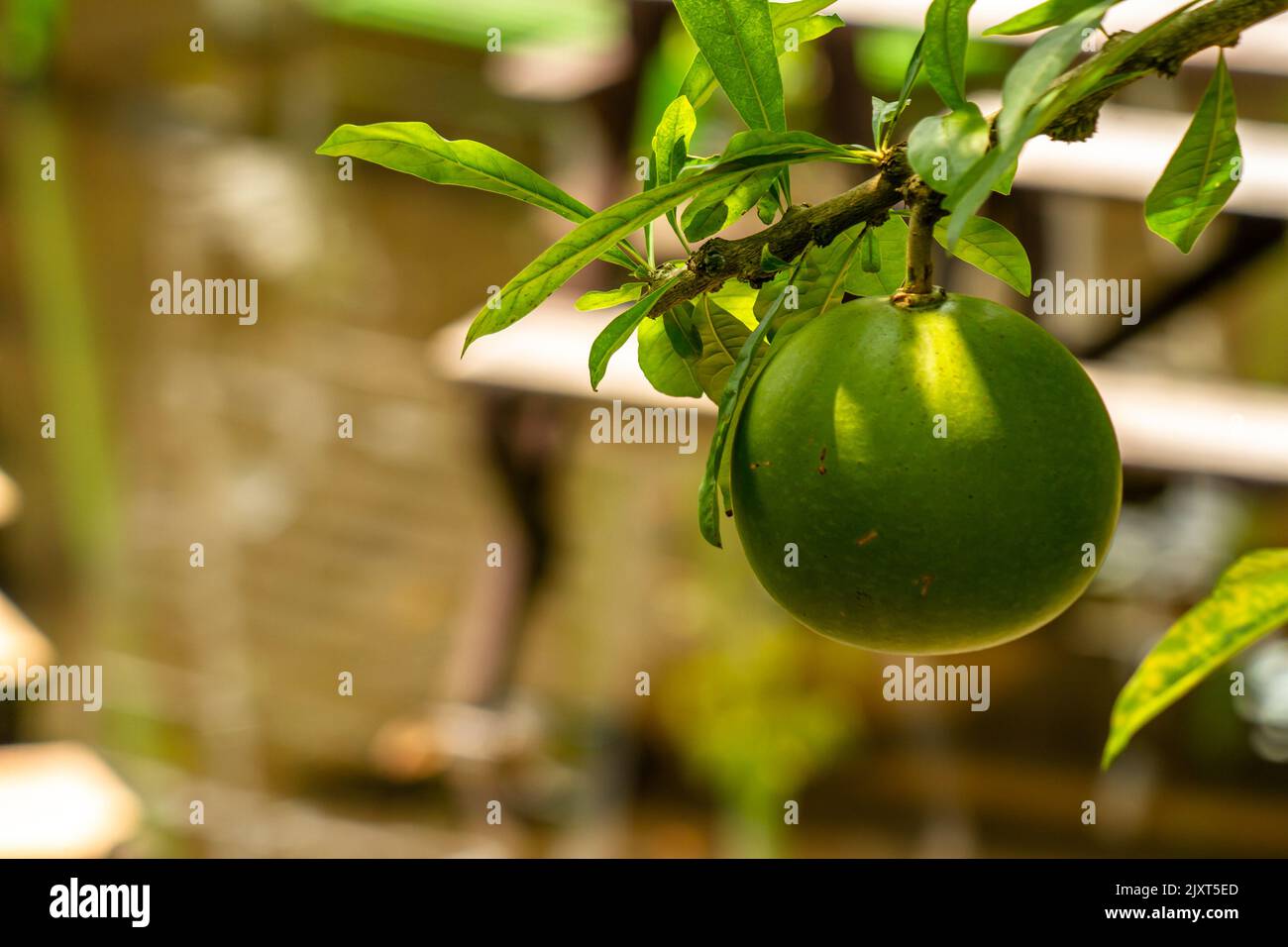 Indische Bael-Pflanze trägt Früchte in Form einer Kugel mit grüner Fruchthaut, unscharfes grünes Laub Hintergrund Stockfoto