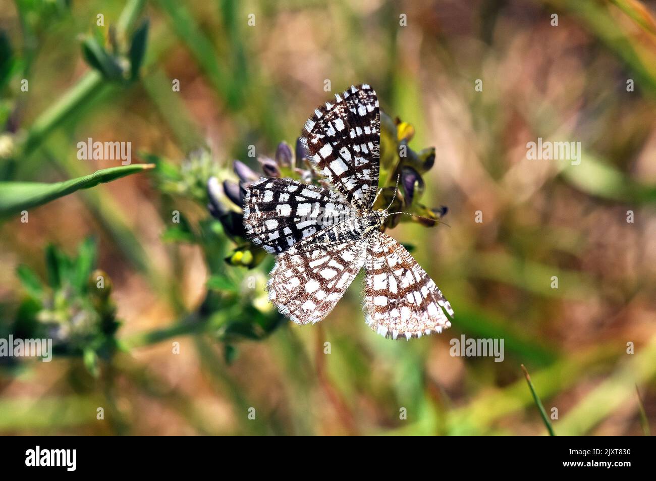 Lattenheide, Gitterschlüssel, Réseau, Chiasmia clathrata, rácsos rétiaraszoló, Europa Stockfoto