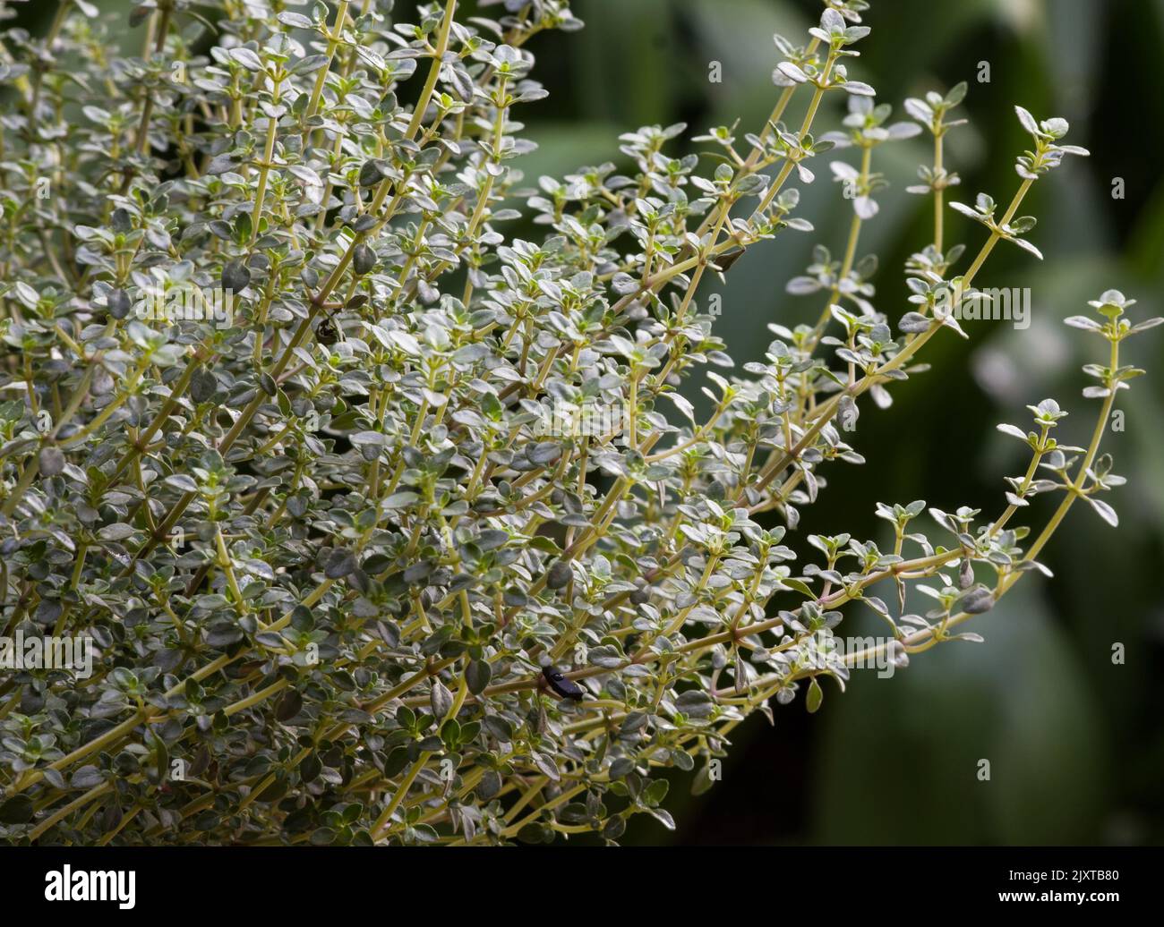 Tyme, Thymus Vulgaris auf natürlichem Hintergrund Stockfoto