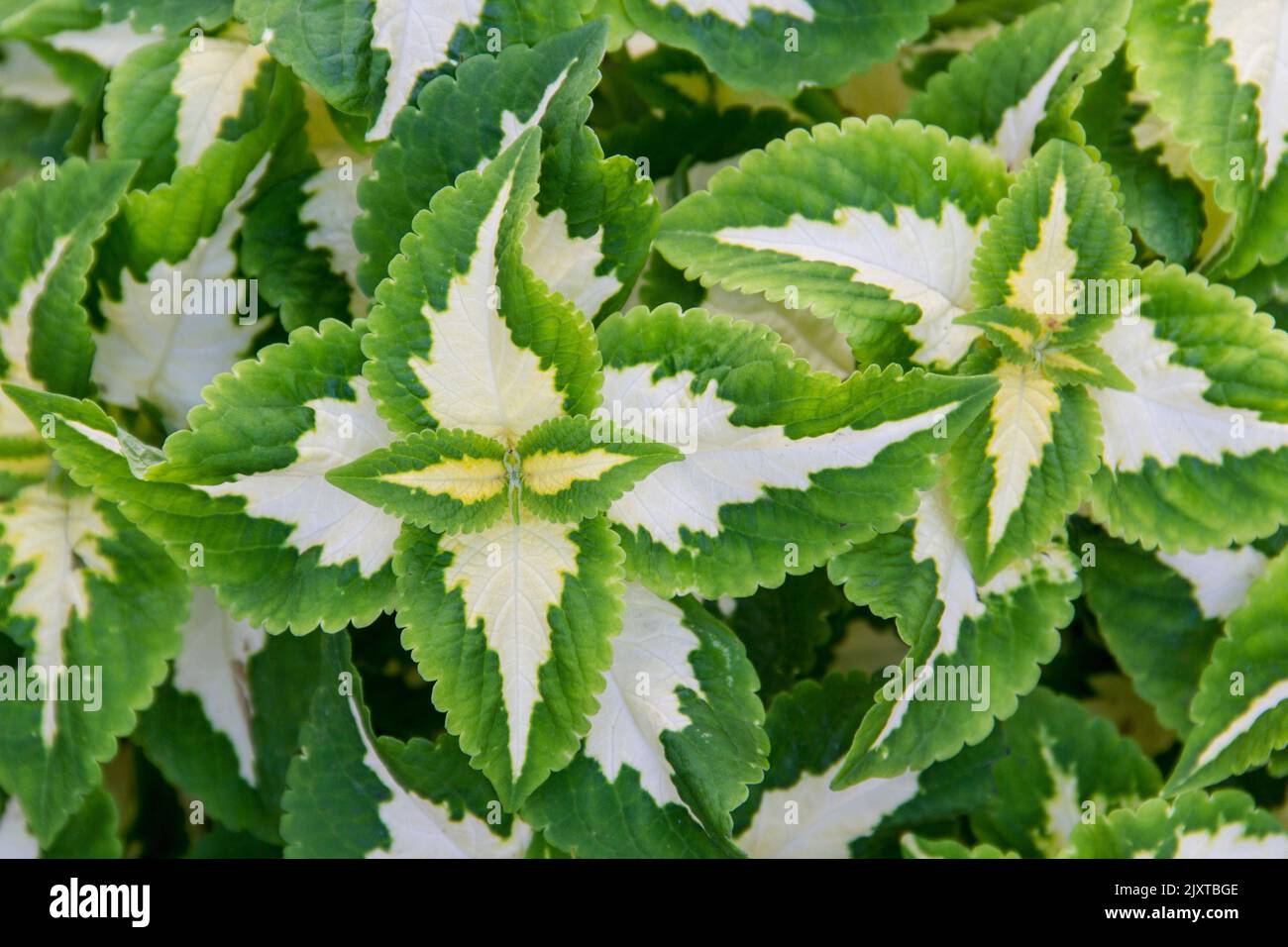 Zierblätter mit einem grün-weißen Muster Stockfoto