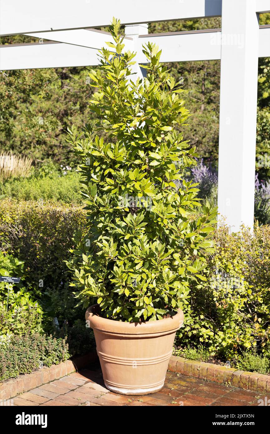 Laurus Nobilis - Lorbeerbaum - in einem Container. Stockfoto