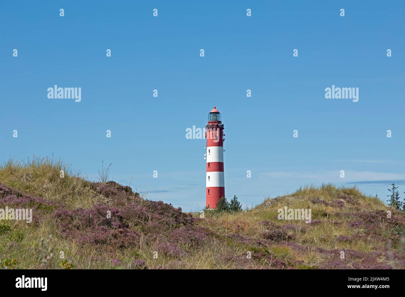 Blühende Heide, Leuchtturm, Insel Amrum, Nordfriesland, Schleswig-Holstein, Deutschland Stockfoto